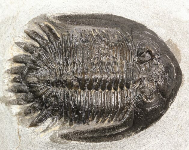 Bargain Mrakibina Trilobite Fossil - #43473